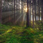 AGRO-FORESTAL-xeometrica